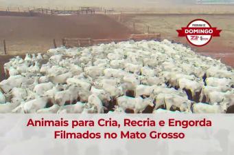LEILÃO VIRTUAL PROGRAMA